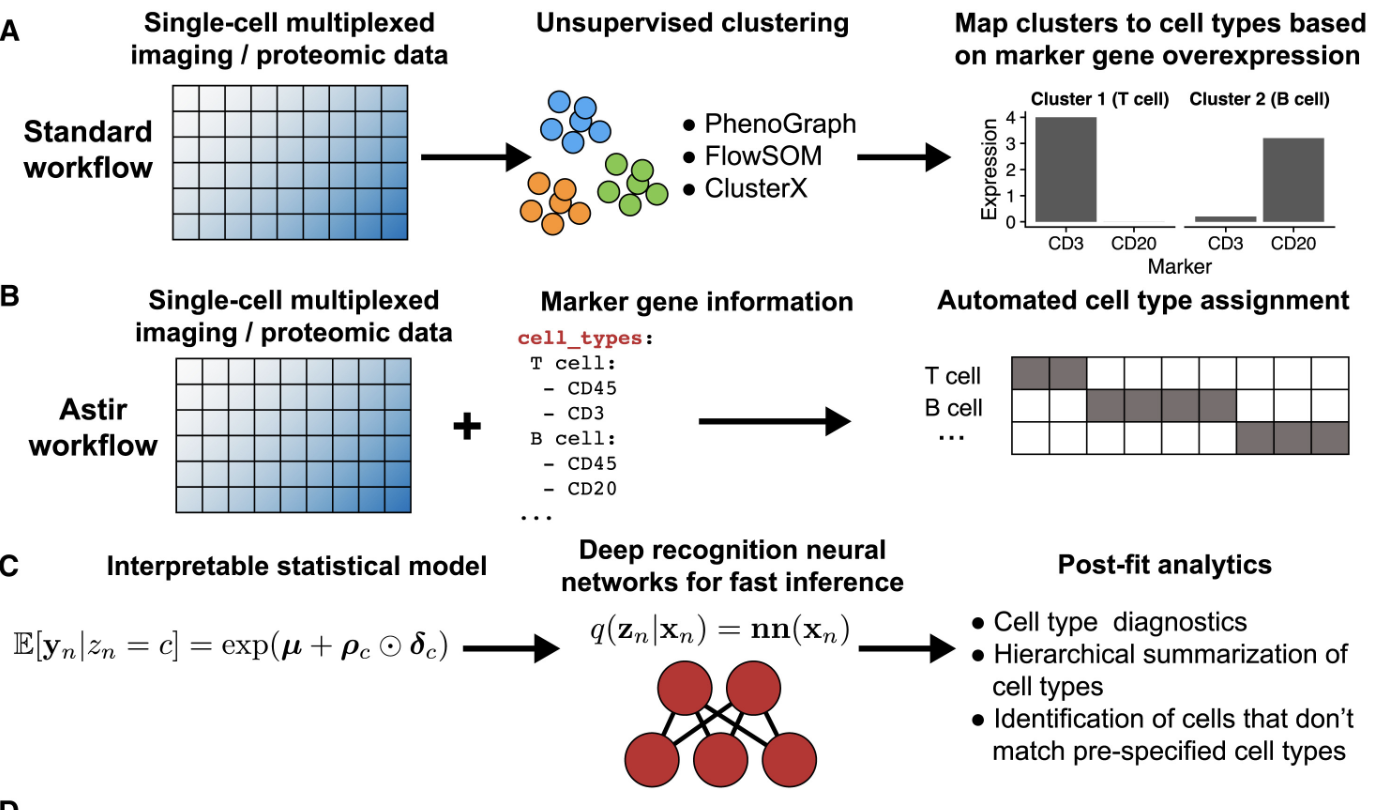 Automated assignment of cell identity from single-cell multiplexed imaging and proteomic data.