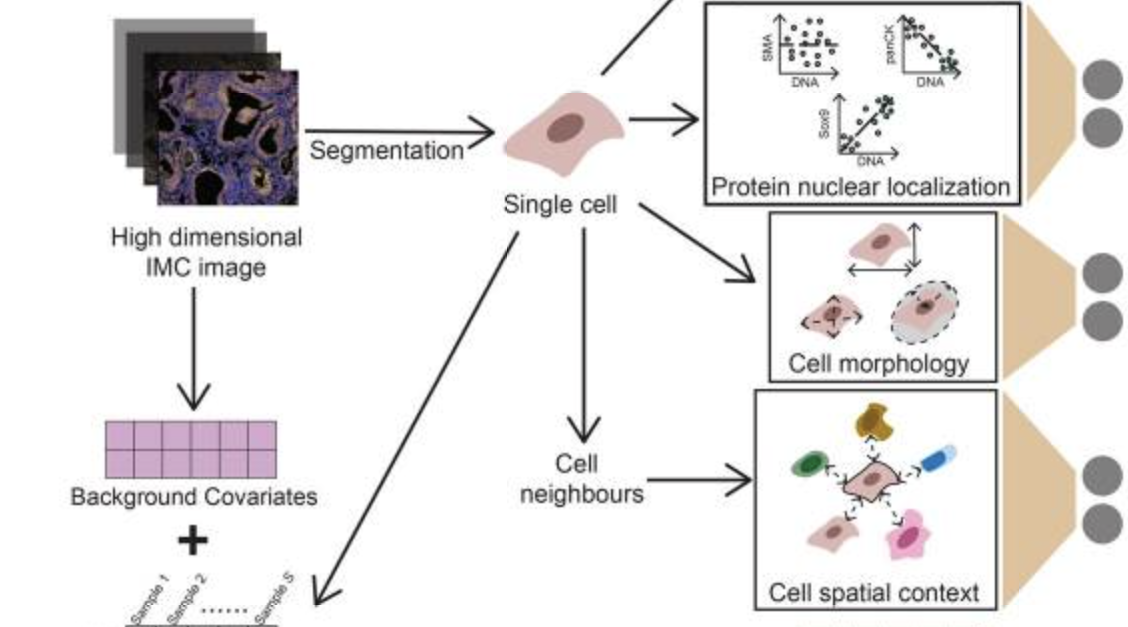 Multi-view deep learning of highly multiplexed imaging data improves association of cell states with clinical outcomes